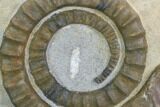 Devonian Ammonite (Anetoceras) - Morocco #99899-1
